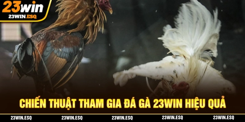 Chiến thuật để người chơi than giam gia đá gà 23WIN kiếm tiền dễ dàng