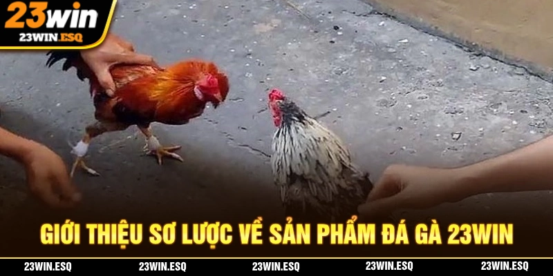 Giới thiệu về sảnh cược đá gà 23WIN chất lượng